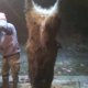<p>Un Cinghiale di ben 158 kg abbattuto dalla squdra caccia al cinghiale "La Pulce" di Civitella d'Agliano (VT).</p><p>Foto inviata da Alessandro.</p>